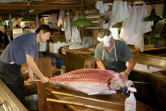 Tokyo Fishermen cutting Tuna Fish